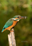 Kingfisher - Alcedo athis