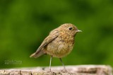 Robin - Erithacus rubecula