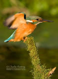 Kingfisher female