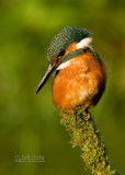 Kingfisher female