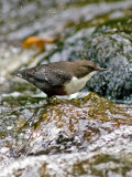 Dipper