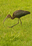 Glossy Ibis - Plegadis falcinellus