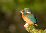 Kingfisher - Alcedo alcedo