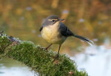 Grey Wagtail - Motacilla cinerea