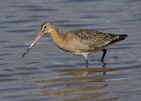 BlackTailed Godwits- Limosa limosa  iclandica