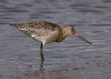 BlackTailed Godwits- Limosa limosa  iclandica