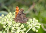 Comma -  Polygonia c-album