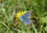 Common Blue - Polyommatus icarus