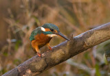 Kingfisher - Alcedo atthis