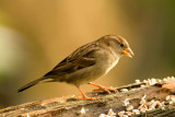 House Sparrow - Passer domesticus