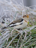 Snow Bunting - Plectrophenax nivalis