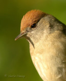 Blackcap - Sylvia atricapilla