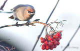 Bohemian Waxwing -Bombycilla garrulus