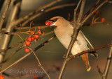 Bohemian Waxwing -Bombycilla garrulus