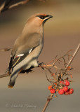 Bohemian Waxwing -Bombycilla garrulus