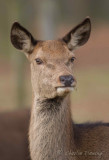 Red Deer