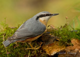 Nuthatch  - Sitta europaea