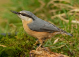 Nuthatch  - Sitta europaea