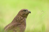 Buzzard - Buteo buteo