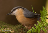 Nuthatch - Sitta europaea