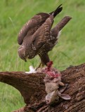 Buzzard - Buteo buteo