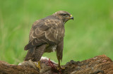 Buzzard - Buteo buteo