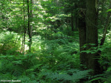 Larose forest interior