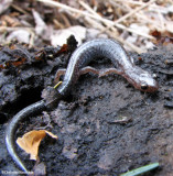 Eastern red-back salamander (<em>Plethodon cinereus</em>)
