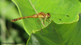 Autumn meadowhawk (<em>Sympetrum vicinum</em>)