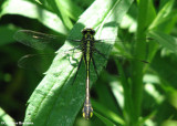 Midland clubtail (Gomphus fraternus)