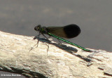 River jewelwing (Calopteryx aequabilis), male