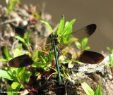 River jewelwing (Calopteryx aequabilis), male