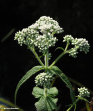 Boneset (<em>Eupatorium perfoliatum</em>)
