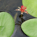 Water shield (<em>Brasenia schreberi</em>)