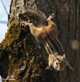 Chipmunk