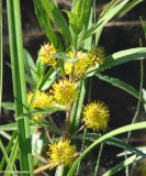 Tufted loosestrife (<em>Lysimachia thyrsiflora</em>)