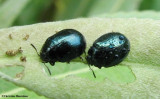 Willow leaf beetles (<em>Plagiodera versicolora</em>)
