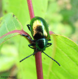 Dogbane beetle (<em>Chrysocus auratus</em>)