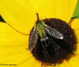 Bee fly (<em>Lepidophora</em> sp.)