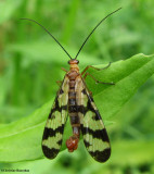 Scorpion fly (Panorpa sp.), male, a scorpion mimic