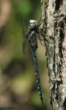 Canada darner (Aeshna canadensis)