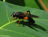Hover fly (Chalcosyrphus curvaria), a wasp mimic