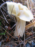 Helvella crispa, Elfin saddle