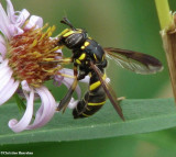 Hover fly (Spilomyia sayi), a vespid mimic