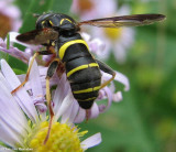 Hover fly (Spilomyia sayi), a vespid mimic