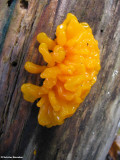 Orange jelly fungus <em>Dacrymyces palmatus</em>