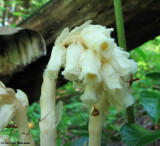 Pinesap (<em>Monotropa hypopithys</em>)