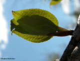 Balsam poplar (<em>Populus balsamifera</em>) leaves