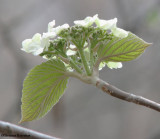 Hobblebush (<em>Viburnum alnifolium</em>)