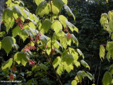 Mountain maple (<em>Acer spicatum</em>)